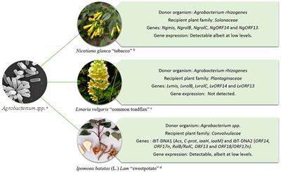 Horizontal Gene Transfer Contributes to Plant Evolution: The Case of Agrobacterium T-DNAs